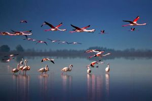 ممنوعیت بازدید از پناهگاههای حیات وحش استان مازندران