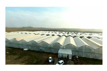 ناتوانی مالی دانش‌آموختگان کشاورزی، مانع استقبال از شهرک گلخانه‌ای کاشمر شد