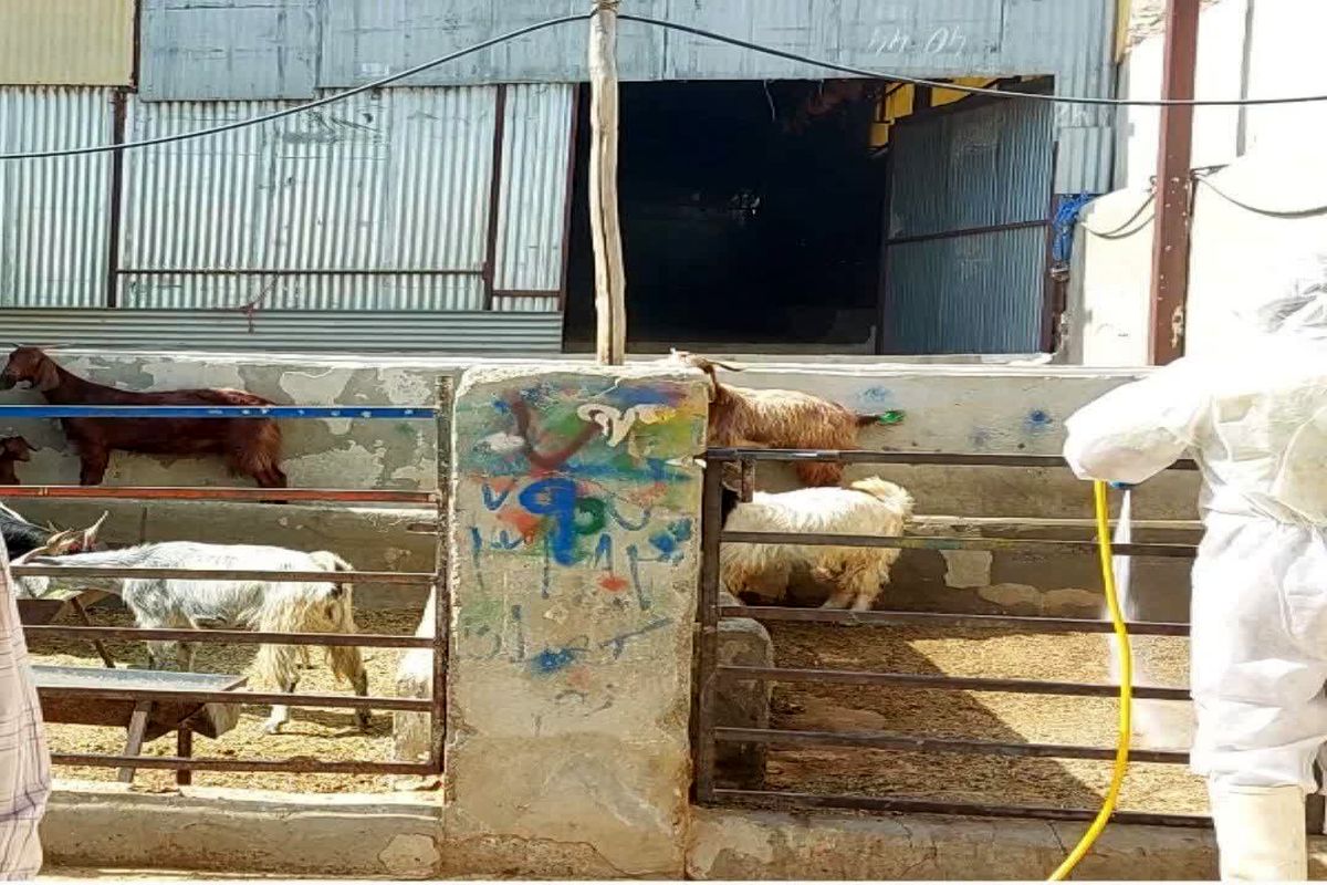 سم‌پاشی دام