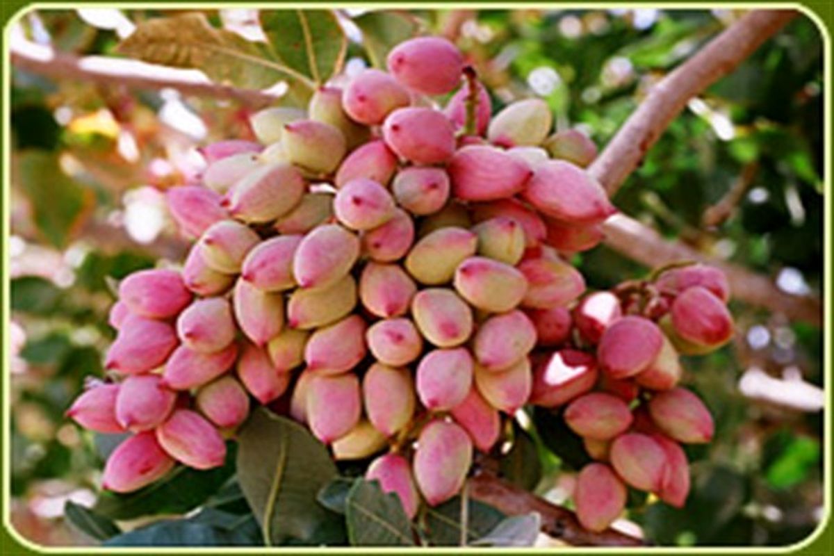 برداشت پسته