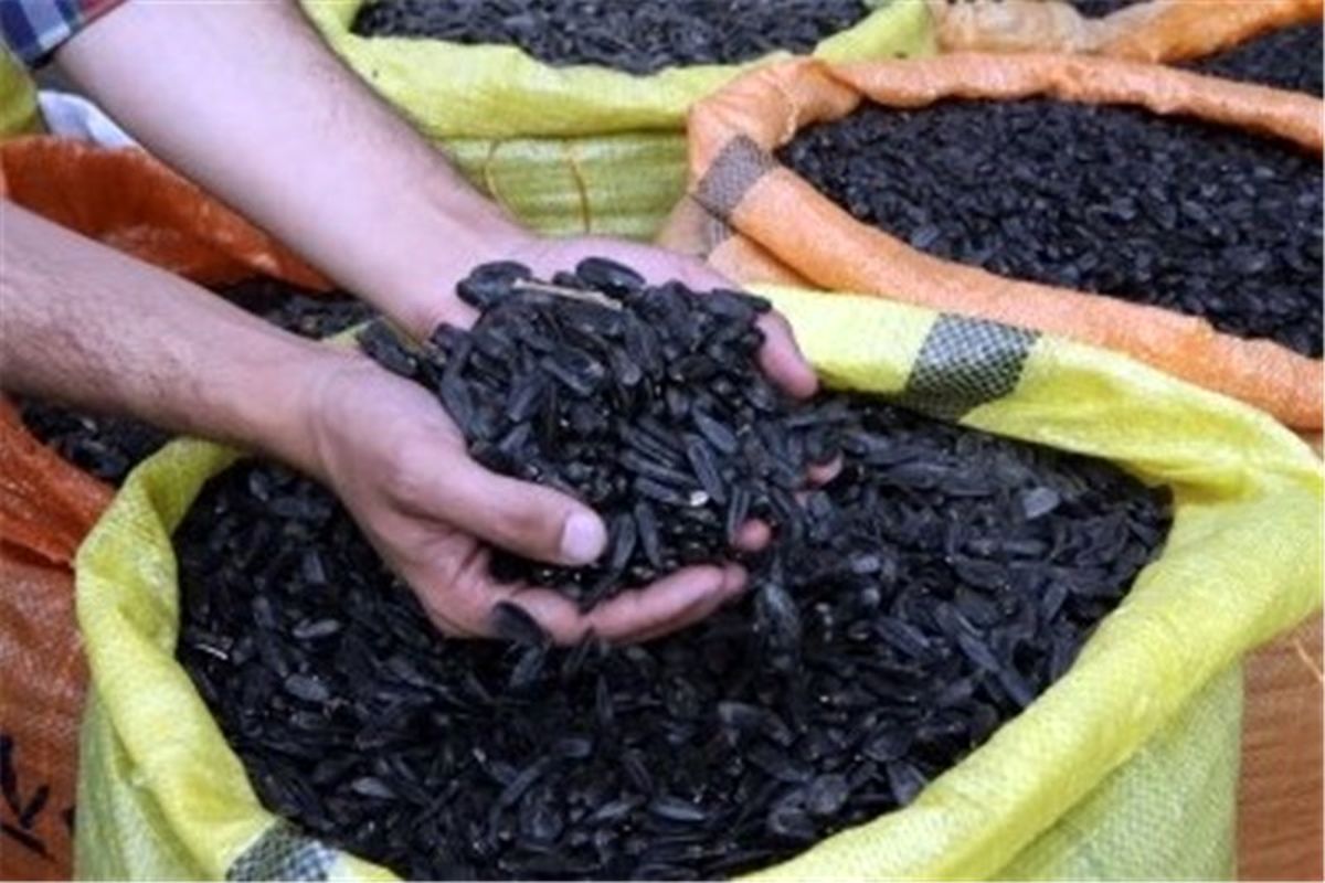 تخمه افتاگردان