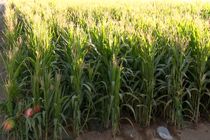 پیش بینی برداشت بیش از 84 هزار تن ذرت علوفه ای در فریدن 