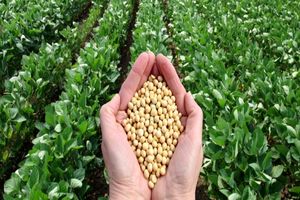 بیش از ۱۴۸۰ تن بذر میان کشاورزان توزیع شد