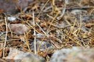 آغاز  کار مبارزه با ملخ‌های مراکشی در گیلان/بازدید استاندار از  روند مبارزه با آفت ملخ مراکشی در لوشان
 