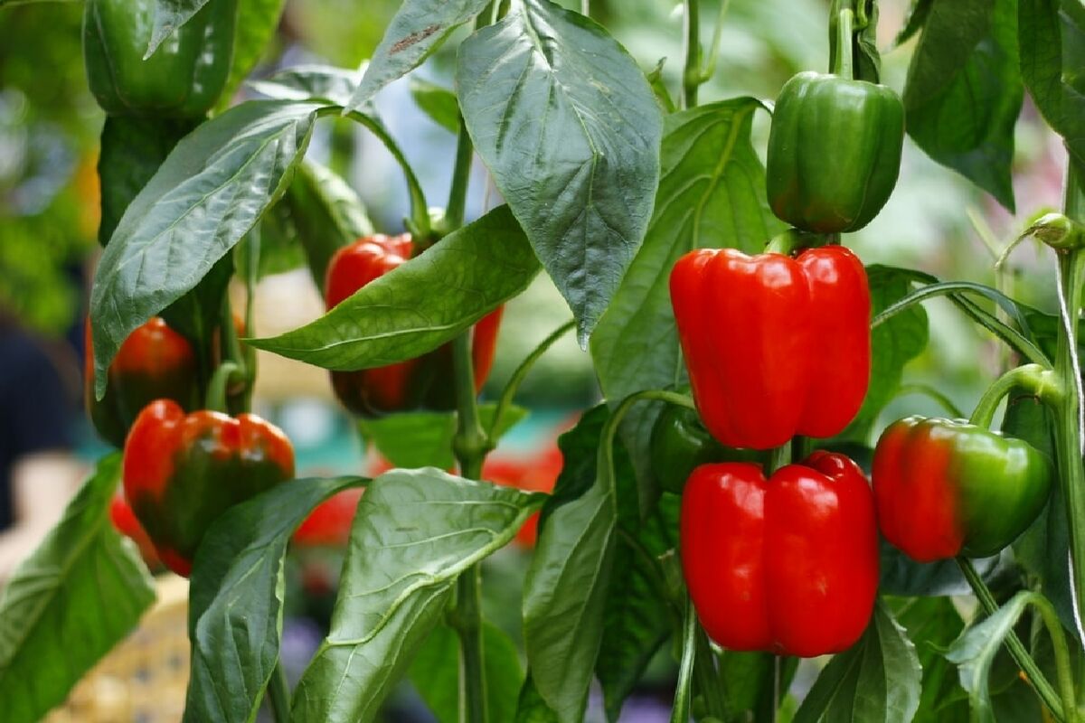 فلفل دلمه ای