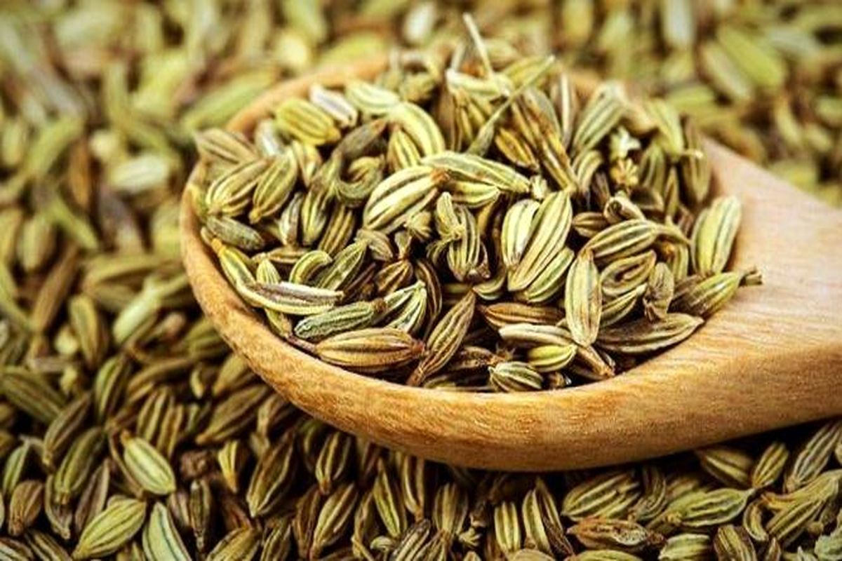 برداشت زیره