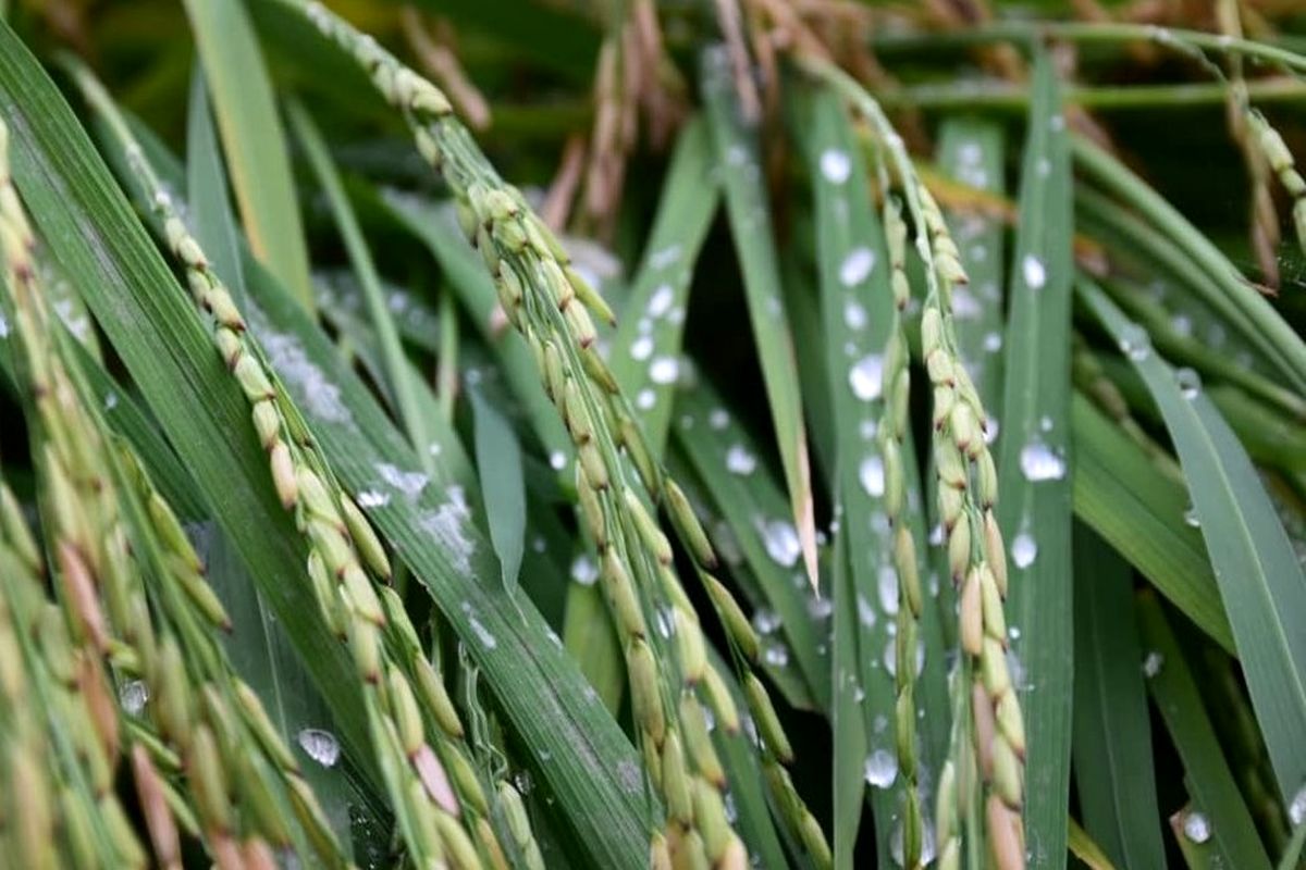 احتمال خسارت به محصولات کشاورزی