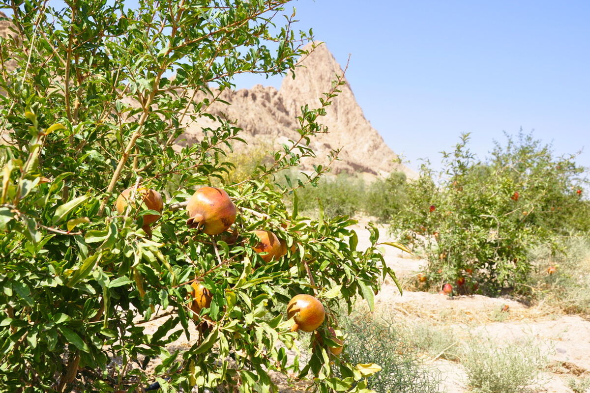  درخت مثمر