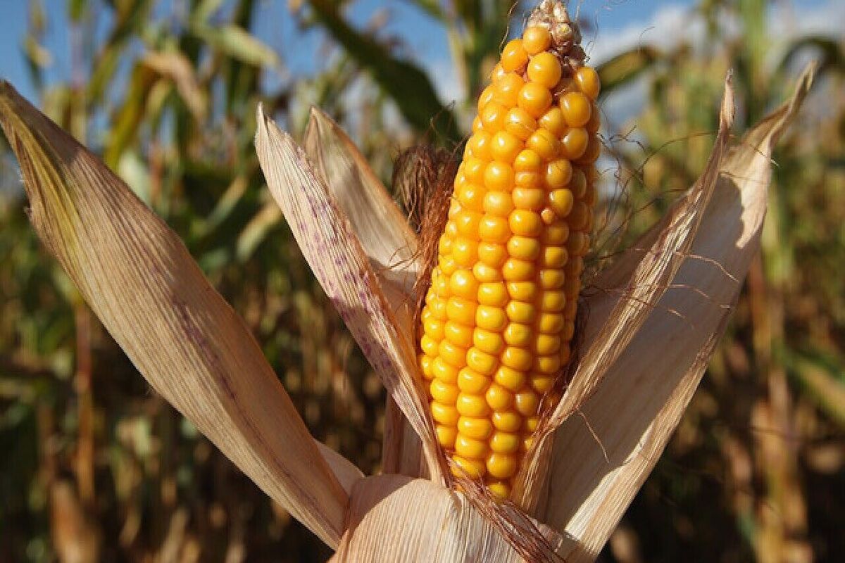 بحران غذایی