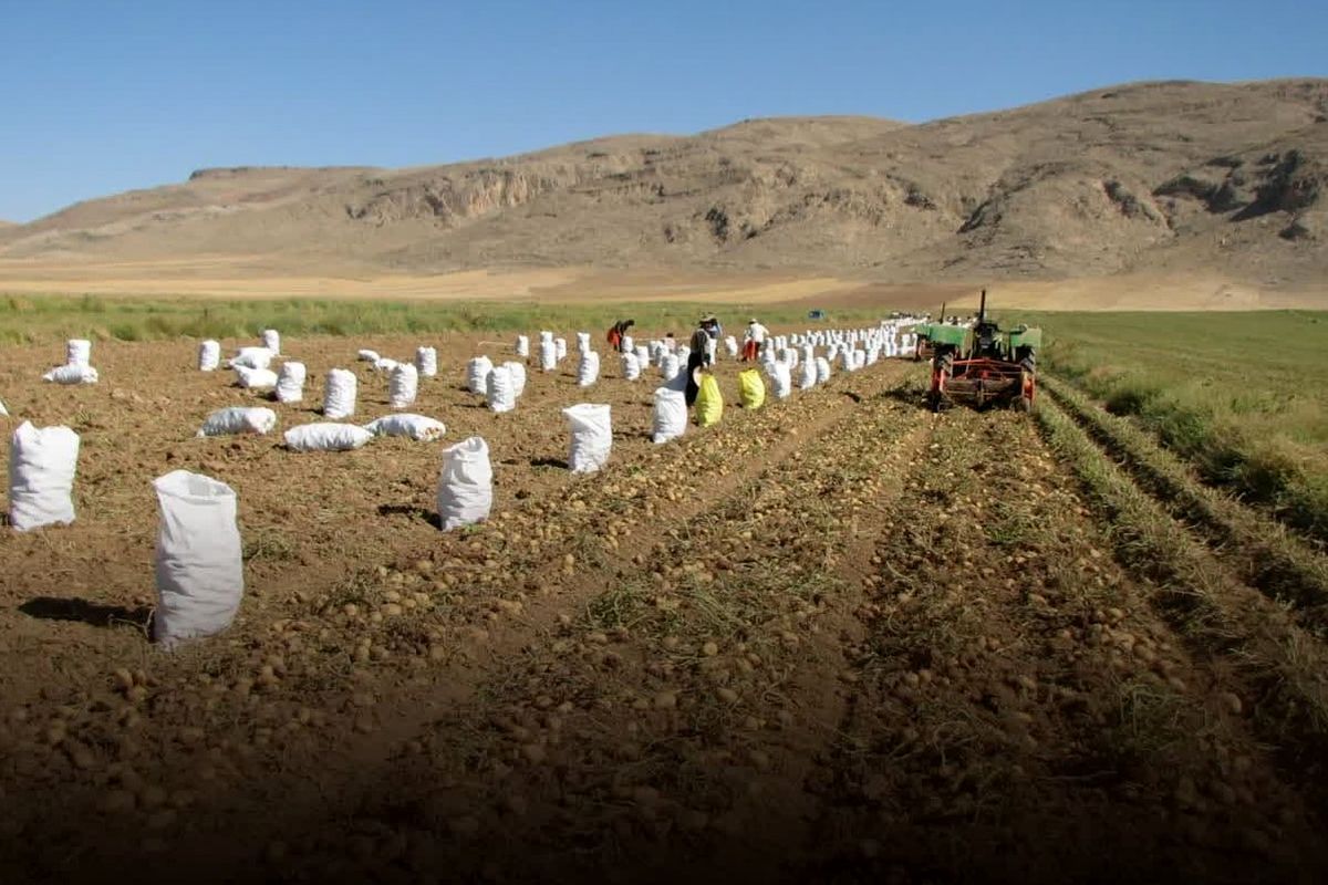 سیب زمینی (2)