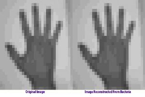 کدگذاری یک فیلم در داخل دی‌ان‌ای یک باکتری