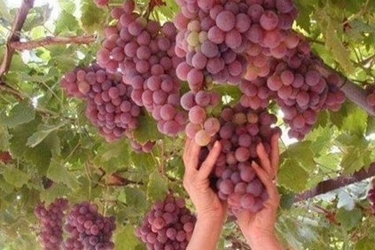 باغات هرمزگان- برداشت انگور