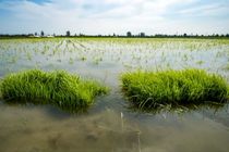 به زیر کشت رفتن ۶۰ درصد از شالیزار‌های ساری