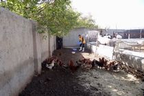 آغاز واکسیناسیون ۴۶۰ هزار قطعه طیور استان مرکزی علیه نیوکاسل