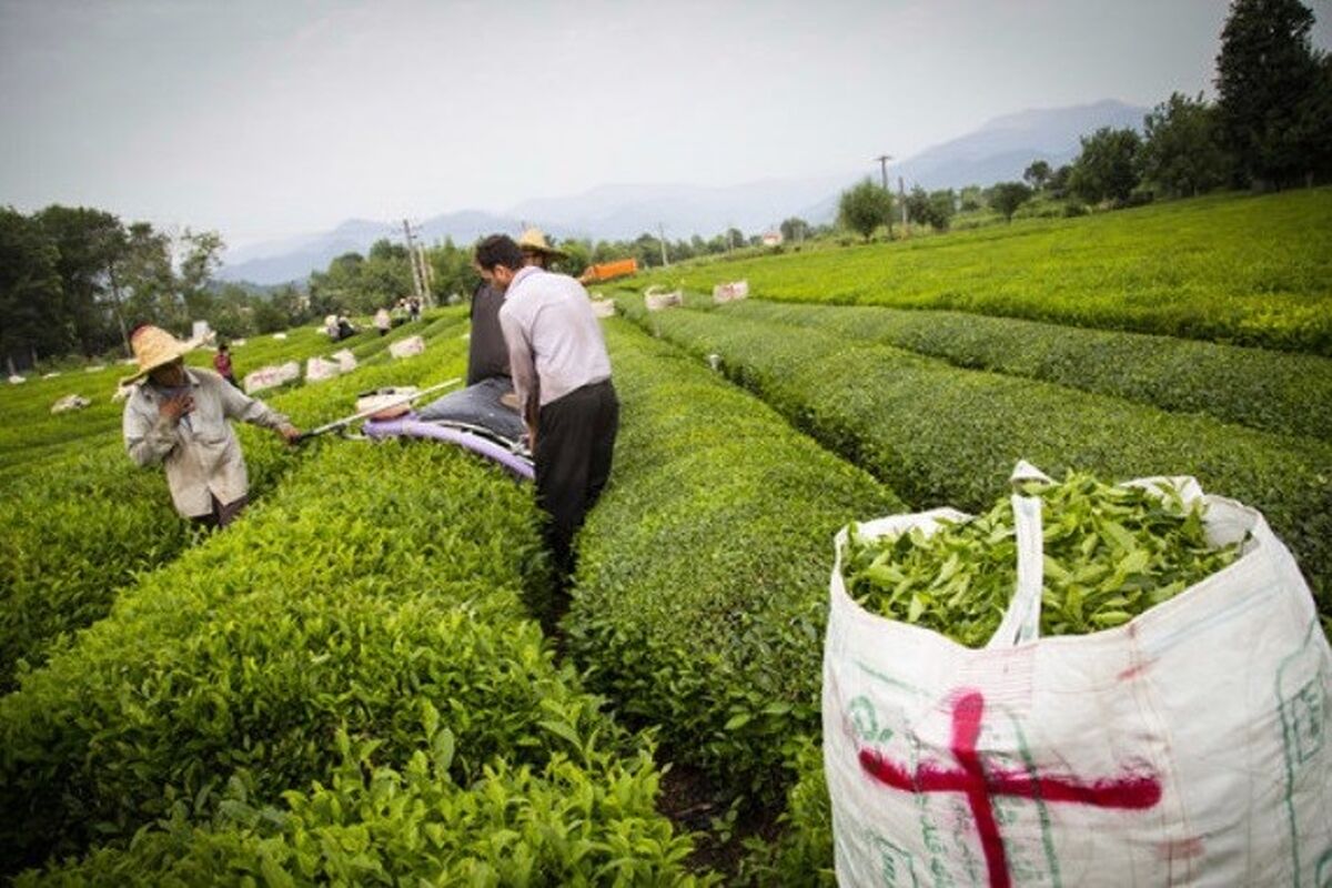 برگ سبز چای