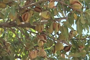 پیش بینی برداشت هزار تن انواع بادام از باغات شهرستان فریدونشهر