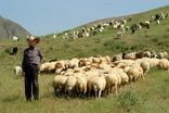 فروش دام‌های مولد، زنگ خطر برای نژاد نجدی خوزستان است