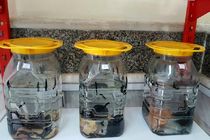 راه اندازی نخستین مرکز تکثیر زالو در بخش توکهور و هشتبندی