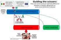 مبارزه با آلزایمر؛ همه چیز به نوع برش قیچی آنزیمی بستگی دارد!
