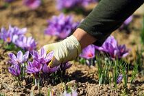 با «پالیز» بانک کشاورزی، دست دلالان از بازار طلای سرخ کوتاه شد
