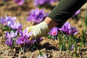 با «پالیز» بانک کشاورزی، دست دلالان از بازار طلای سرخ کوتاه شد