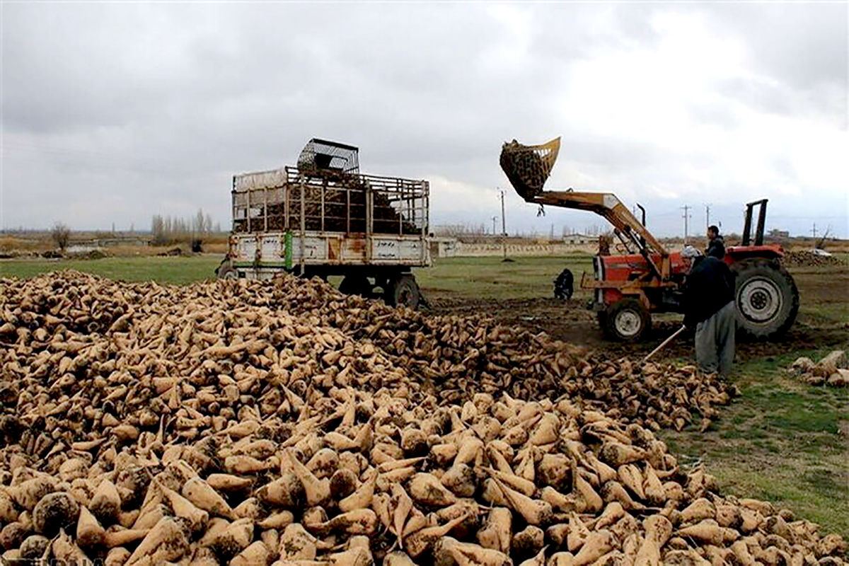 چغندر قند بهاره