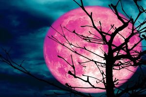 «ماه صورتی» در پایین‌ترین نقطه، آماده تماشا می‌شود