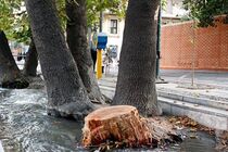 قطع درختان ولیعصر کج‌ سلیقگی بود