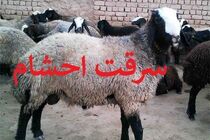 دستگیری سارق احشام در تیران و کرون / کشف 150 راس دام سرقتی 