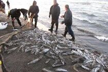 کشف 103 قطعه ماهی از صیادان غیرمجاز در پارس آباد
