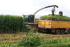 برداشت بیش از پانزده هزار تُن ذرت علوفه‌ای از مزارع شهرستان درگز