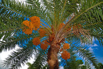 برداشت 20 هزار تن مروارید سیاه از نخل های سبز کارون