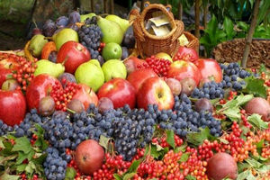 282 هکتار مساحت باغ های آلو در اسدآباد است