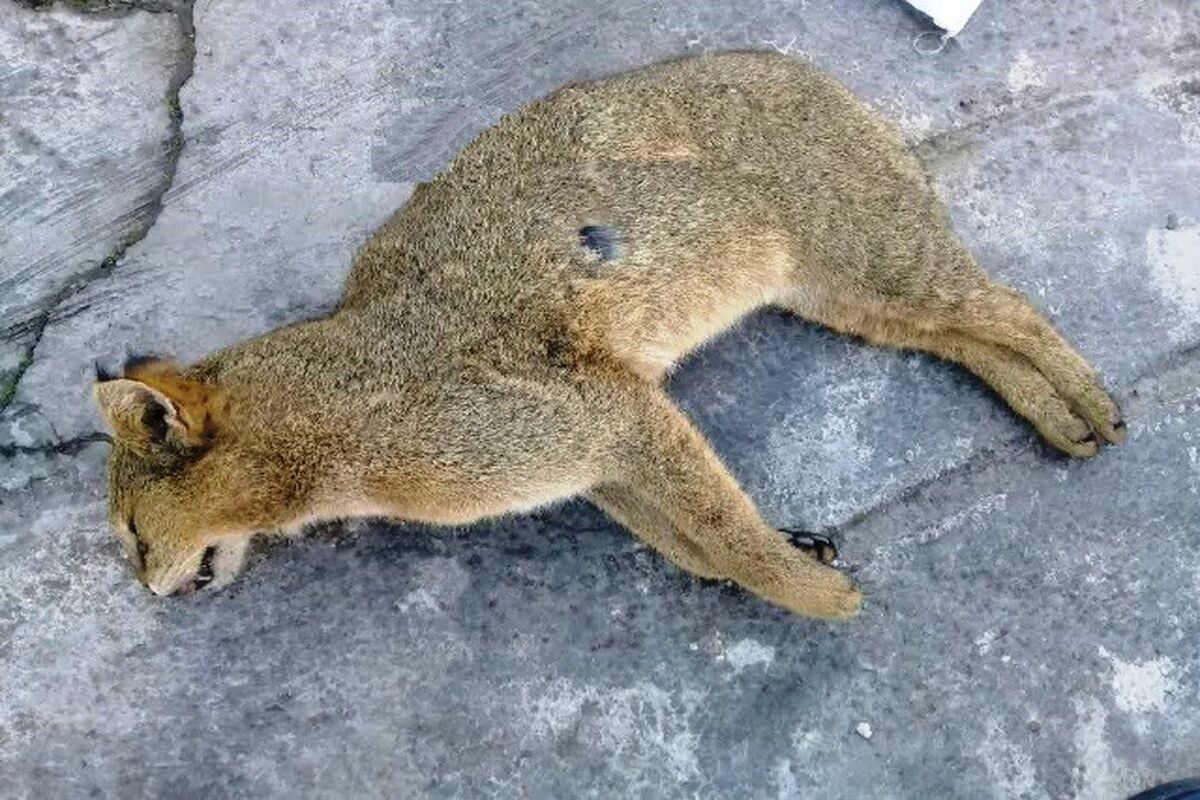 گربه وحشی در مازندران