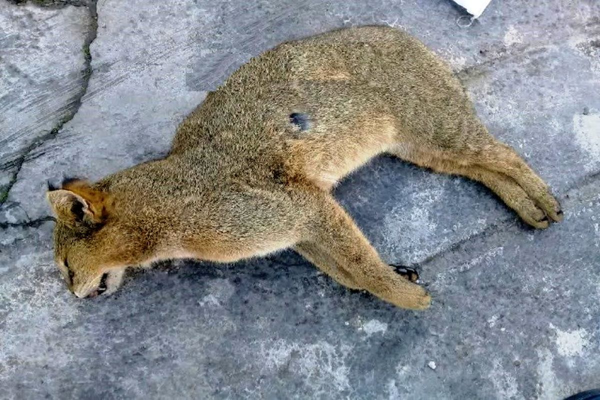 گربه وحشی در مازندران