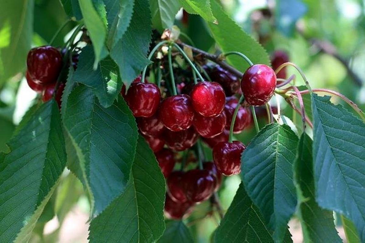 میوه