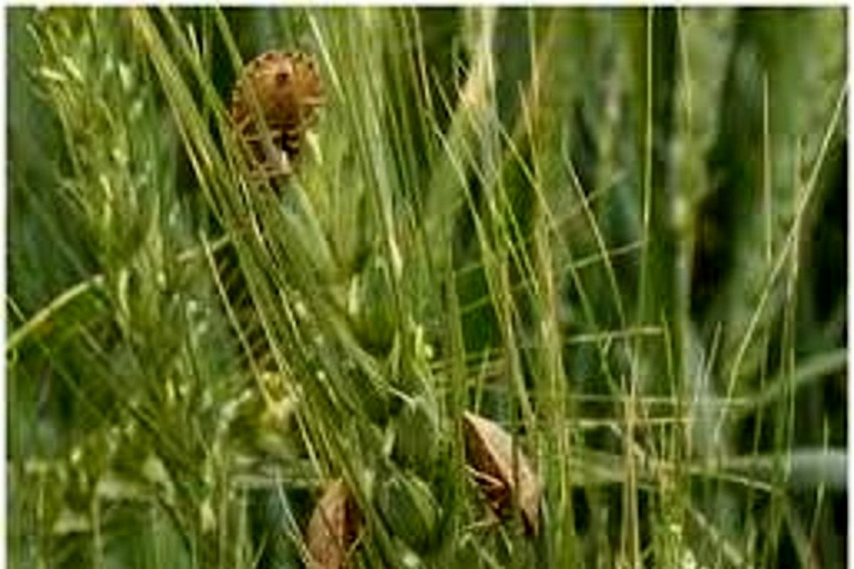 اصفهان- سن غلات