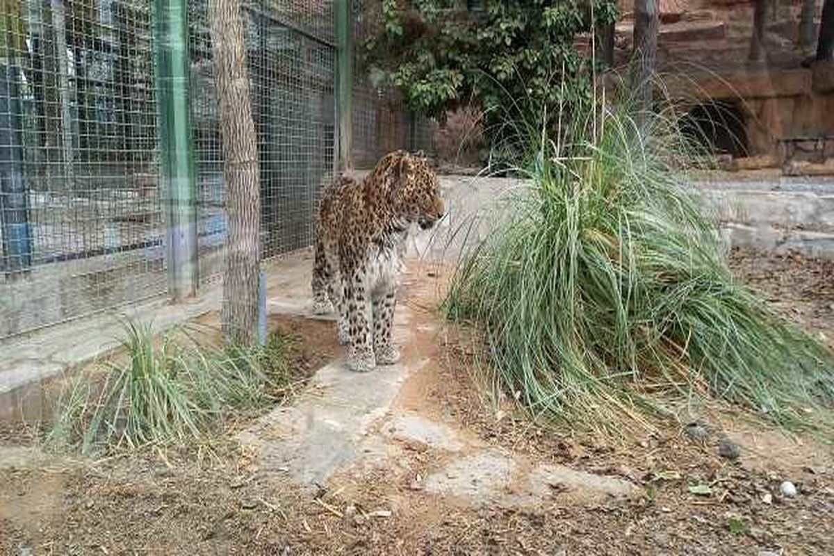 پلنگ در مشهد