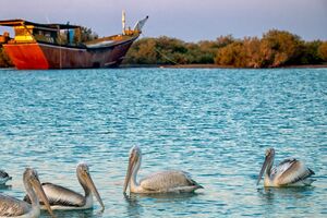پایش آنفلوانزای پرندگان در قشم ادامه دارد