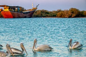 پایش آنفلوانزای پرندگان در قشم ادامه دارد