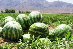 آغاز برداشت هندوانه سُنبک در شهرستان آران و بیدگل