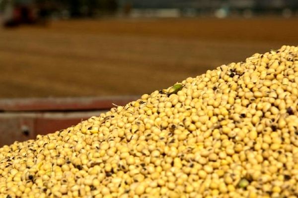 سالانه حدود ۱۶ میلیون تن نهاده‌های دامی و کشاورزی وارد می‌شود