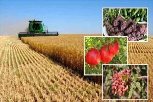 تسهیلات کم‌بهره به سرمایه‌گذاران بخش کشاورزی اردبیل ارائه می‌شود