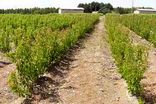 ایلام در مسیر احیای جنگل‌ها و مراتع با طرح نهال‌کاری  