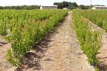 ایلام در مسیر احیای جنگل‌ها و مراتع با طرح نهال‌کاری  