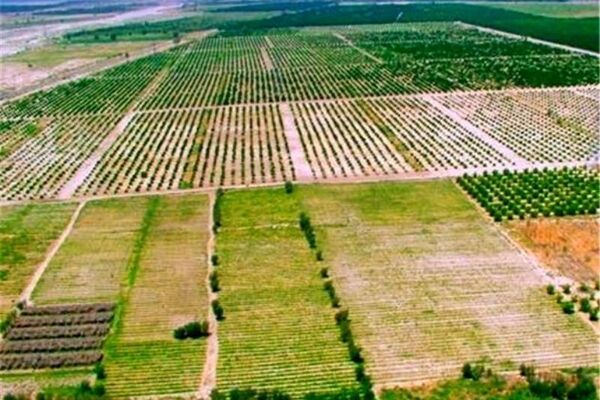 زنجان رکورددار تجمیع اراضی کشاورزی در کشور شد