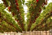 استان اردبیل 4 درصد محصولات کشاورزی کشور را تولید میکند