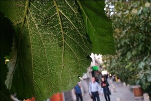 احتمال هجوم سفید بالک ها به تهران از اواخر مرداد ماه/کاشت گونه جدیدی از درختان برای مقابله با مگس سفید