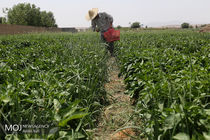 گردشگری کشاورزی یکی از محورهای سند گردشگری فارس است