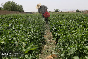 گردشگری کشاورزی یکی از محورهای سند گردشگری فارس است